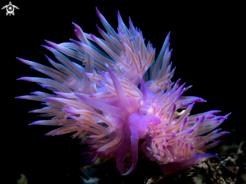 A Flabellina Affini | Flabellina Affini