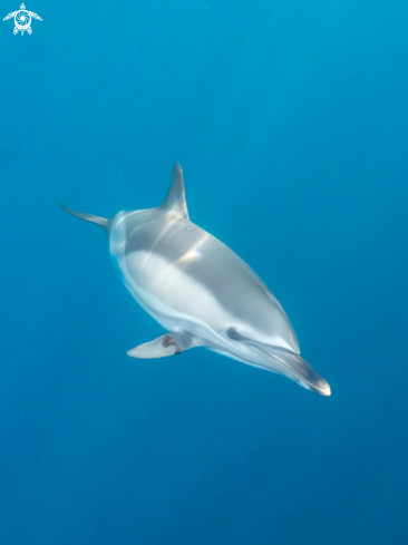 A DELPHINUS DELPHIS