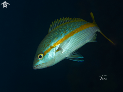 A Yellowtail Snapper