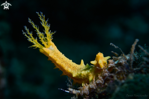 A Colochirus robustus | SEA CUCUMBER 