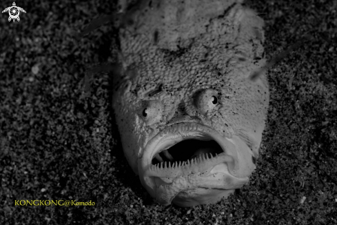 A Stargazer Fish