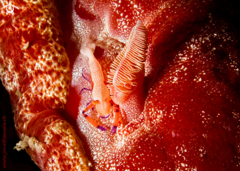 A Emperor Shrimp & Spanish dancer