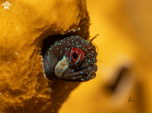 A Coralliozetus cardonae | Twinhorn blenny