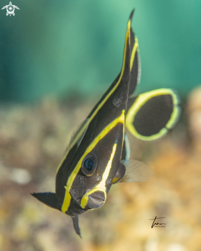A Pomacanthus paru | French Angelfish