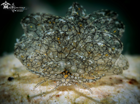 A Cyerce Sea Slug