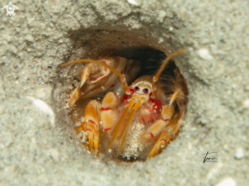 A Ghost shrimp