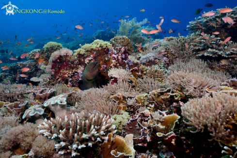 A Coral Garden