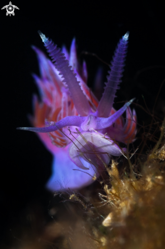 A Flabellina nudibranch