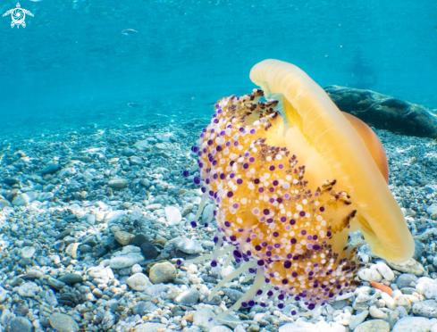 A Cotylorhiza tuberculata | Cassiopea Mediterranea