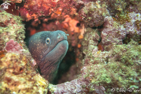 A Muraena Helena | Murena