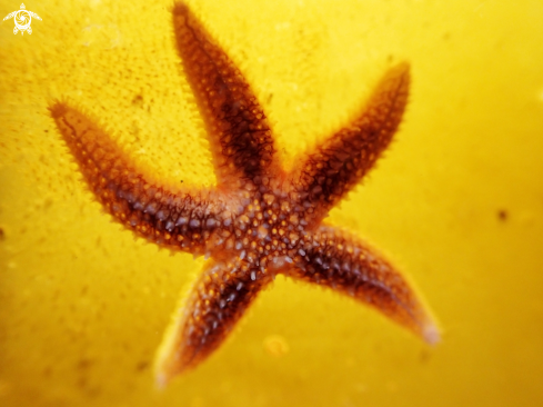 A Sea star
