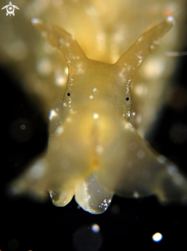 A Sea Hare