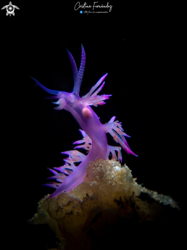 Nudibranch