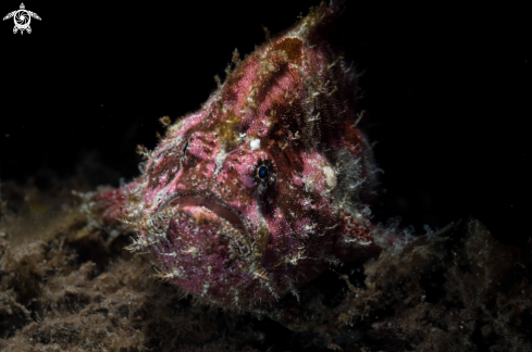 A Painted Frogfish