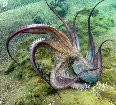 A Octopus vulgaris  | Poulpe