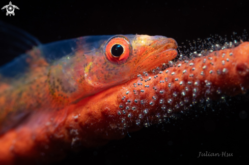 A Goby