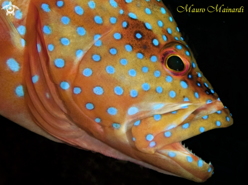 A Tropical grouper