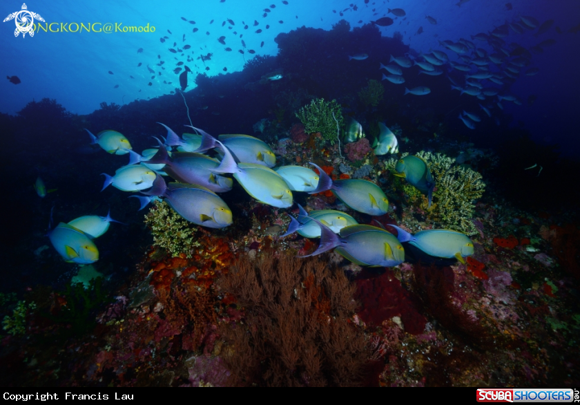 A School of Yellowfin Surgeonfish