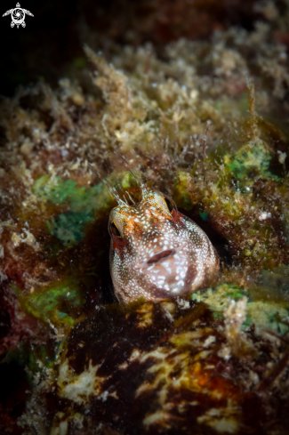 A Tube blenny