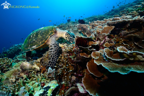 A Green turtle