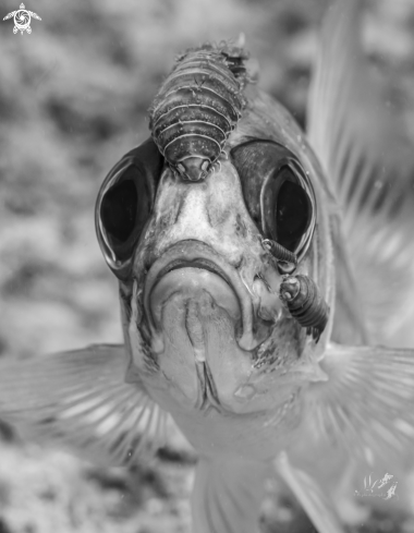 A Squirrelfish 