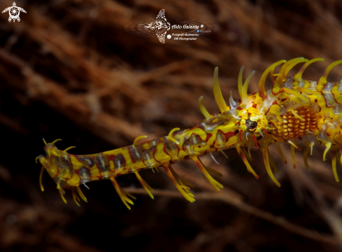 A SOLENOSTOMUS PARADOXUS (PALLAS, 1770) | GHOST PIPE FISH 