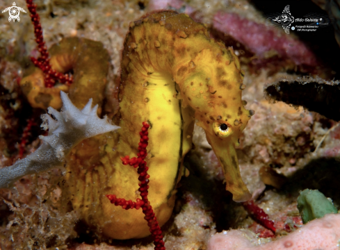 A Hippocampus comes (Cantor, 1849) | Tiger Tail Seahorse 