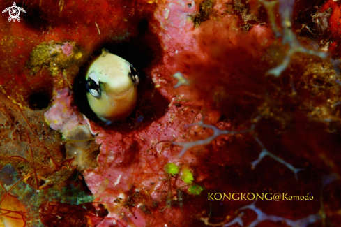 A Komodo Fangblenny