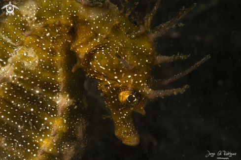 A Hippocampus guttulatus | Longsnout seahorse