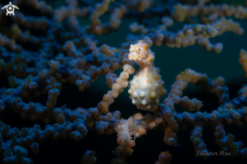 A Bargibant's pygmy seahorse