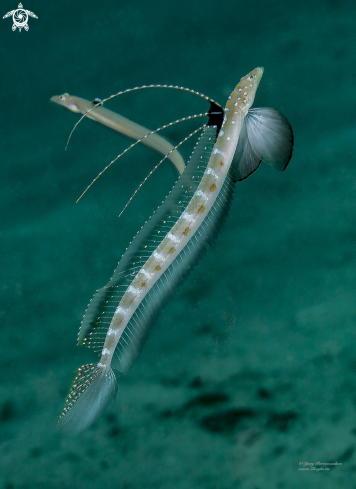 A Trichonotus nikii | Sand Diver