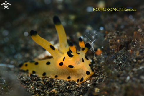 A Pikachu Nudibranch (Thecacera pacifica)