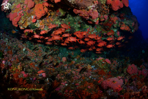 A Robust Soldierfish 