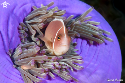 A Amphiprion