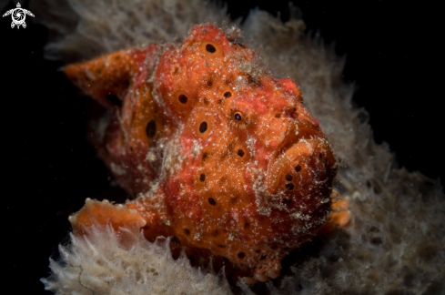 Painted Frogfish