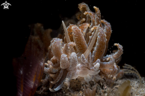 A Phyllodesmium sp.