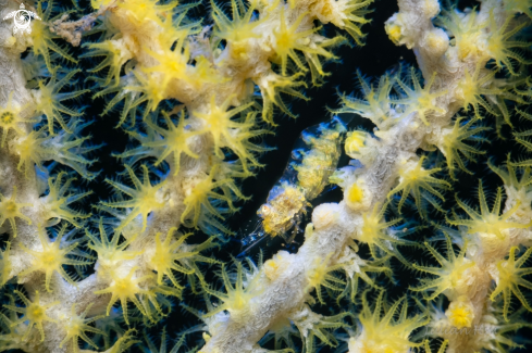 A Gorgonian shrimp