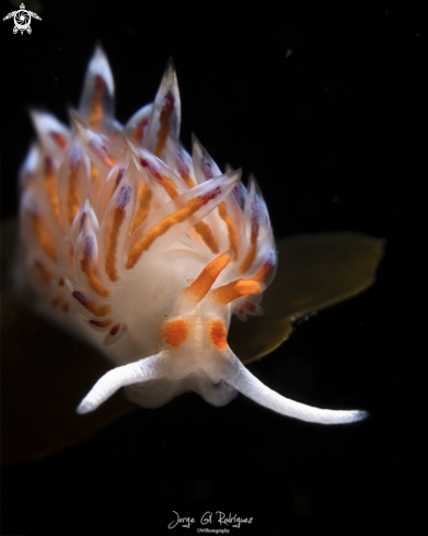 A Cratena peregrina | Cratena Nudibranch