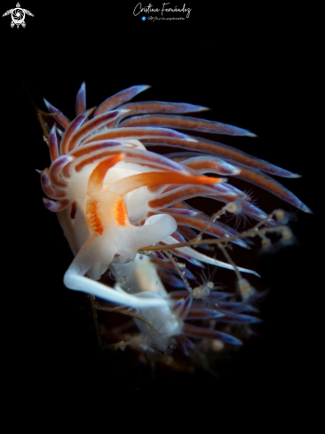 A Cratena peregrina | Nudibranch