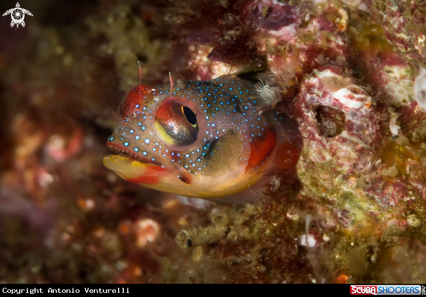 A Coral Blenny