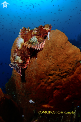 A Scorpionfish