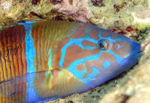 A Thalassoma pavo | Girelle turque