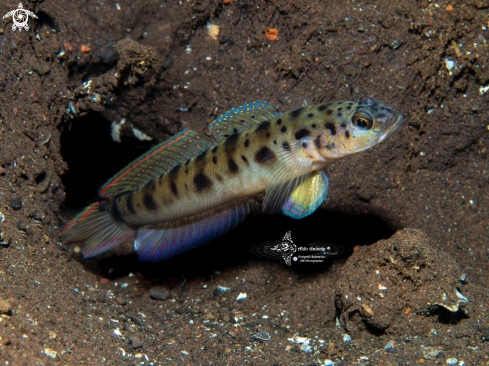 A Shrimp Goby