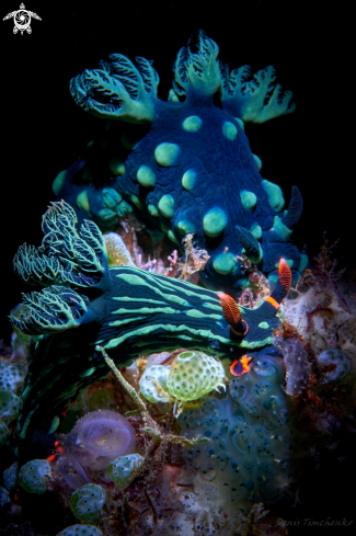 A Nembrotha cristata (UP) & Nembrotha kubaryana(DOWN) | NUDIBRANCH