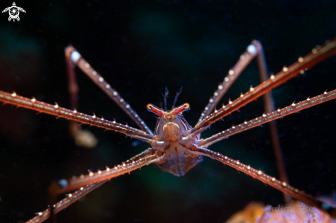 A Spider squat lobster