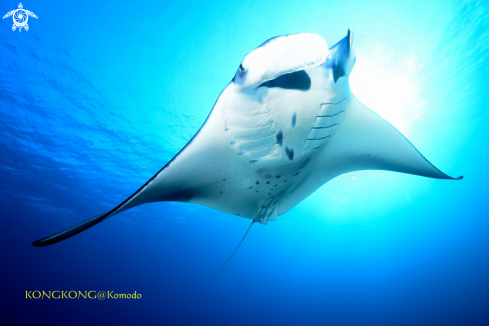 A Manta Ray