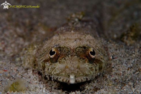 A Juvenile Crocodilefish