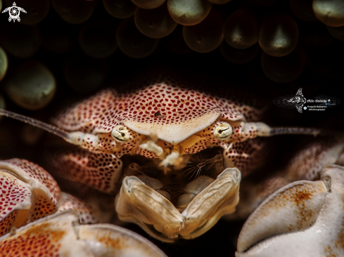 A Porcelain Crab