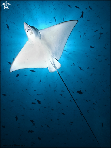 A Aetobatus narinari | Spotted eagle ray