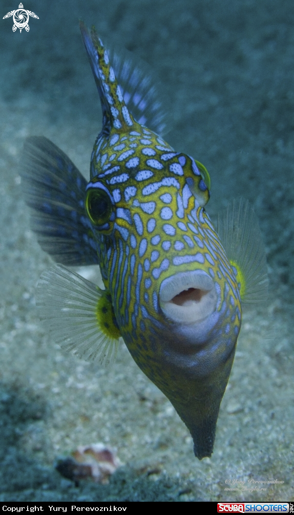 A Pseudobalistes fuscus Blue Triggerfish